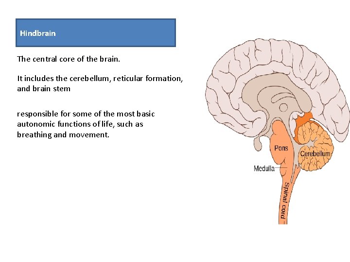 Hindbrain The central core of the brain. It includes the cerebellum, reticular formation, and