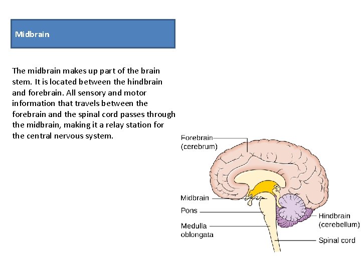 Midbrain The midbrain makes up part of the brain stem. It is located between