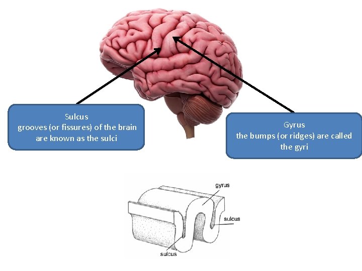 Sulcus grooves (or fissures) of the brain are known as the sulci Gyrus the