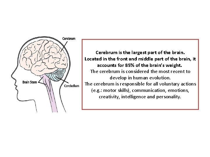 Cerebrum is the largest part of the brain. Located in the front and middle