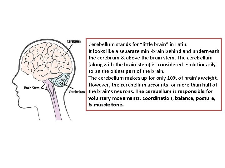 Cerebellum stands for “little brain” in Latin. It looks like a separate mini-brain behind
