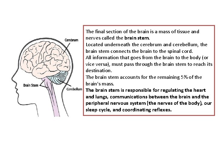 The final section of the brain is a mass of tissue and nerves called