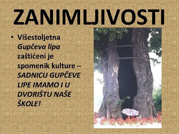 ZANIMLJIVOSTI • Višestoljetna Gupčeva lipa zaštićeni je spomenik kulture – SADNICU GUPČEVE LIPE IMAMO