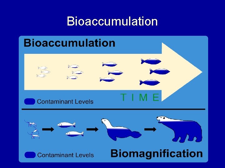 Bioaccumulation 