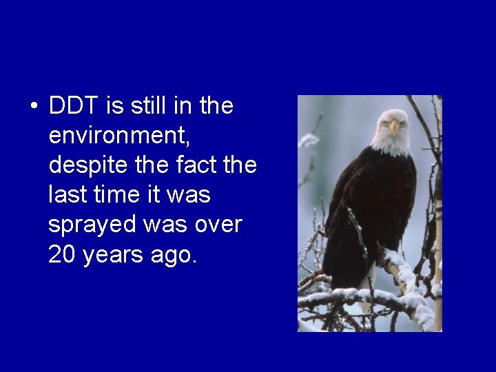  • DDT is still in the environment, despite the fact the last time