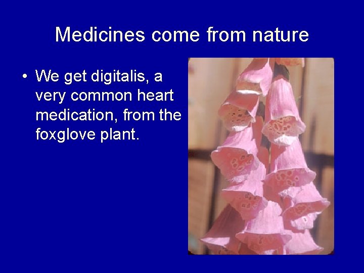 Medicines come from nature • We get digitalis, a very common heart medication, from