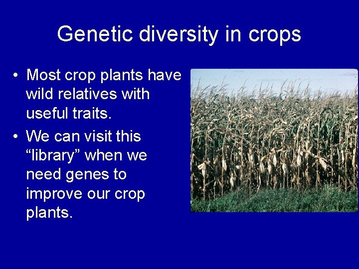 Genetic diversity in crops • Most crop plants have wild relatives with useful traits.