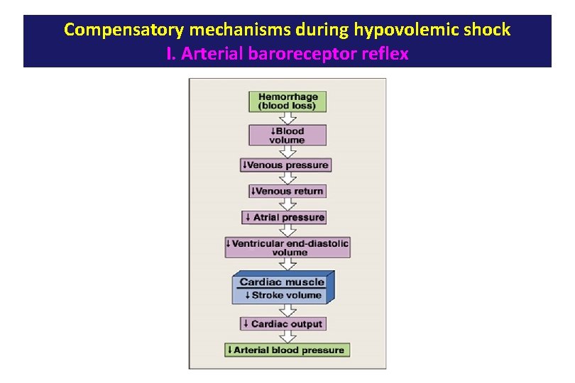 Compensatory mechanisms during hypovolemic shock I. Arterial baroreceptor reflex 