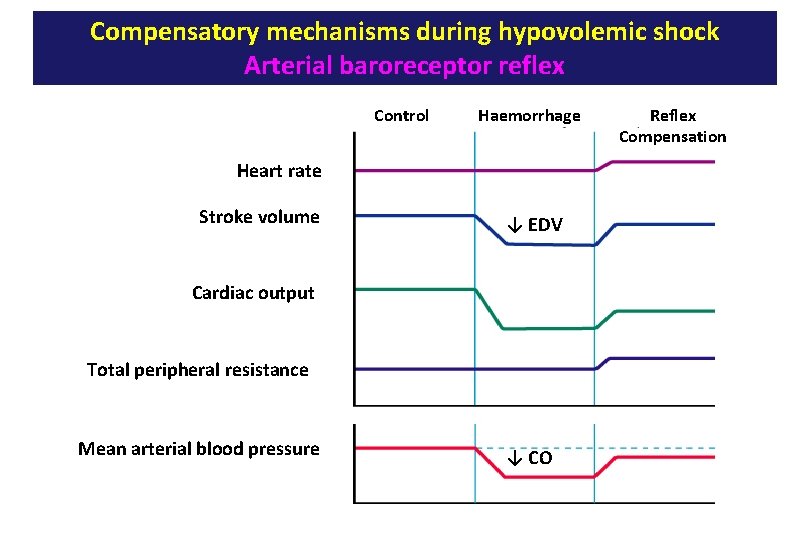 Compensatory mechanisms during hypovolemic shock Arterial baroreceptor reflex Control Haemorrhage Heart rate Stroke volume