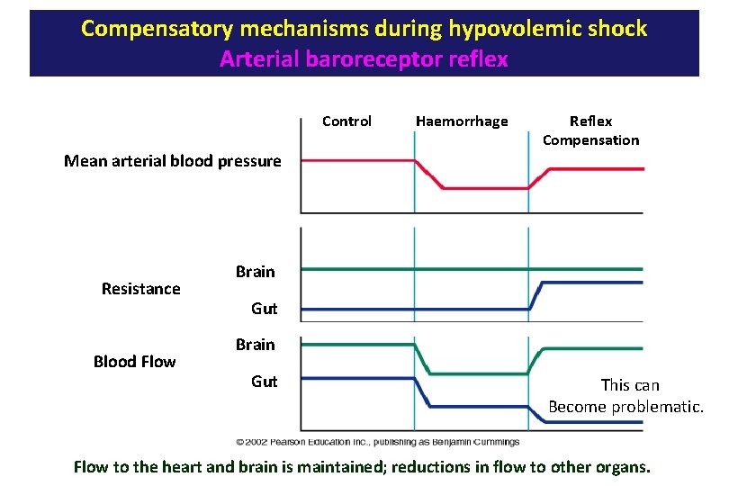 Compensatory mechanisms during hypovolemic shock Arterial baroreceptor reflex Control Mean arterial blood pressure Resistance