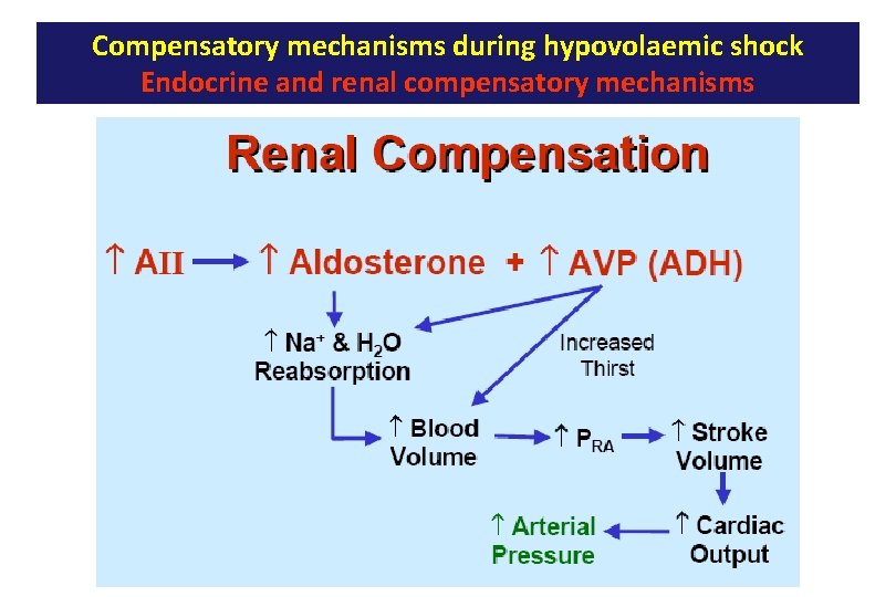 Compensatory mechanisms during hypovolaemic shock Endocrine and renal compensatory mechanisms 