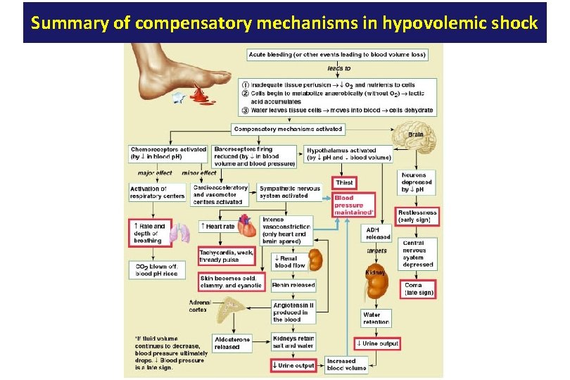 Summary of compensatory mechanisms in hypovolemic shock 