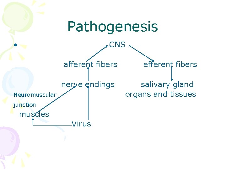 Pathogenesis • CNS afferent fibers nerve endings Neuromuscular junction muscles Virus efferent fibers salivary