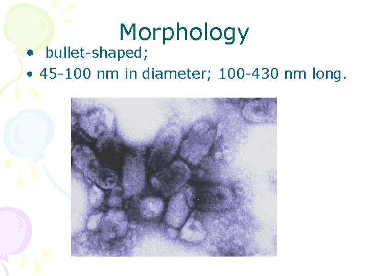 Morphology • bullet-shaped; • 45 -100 nm in diameter; 100 -430 nm long. 