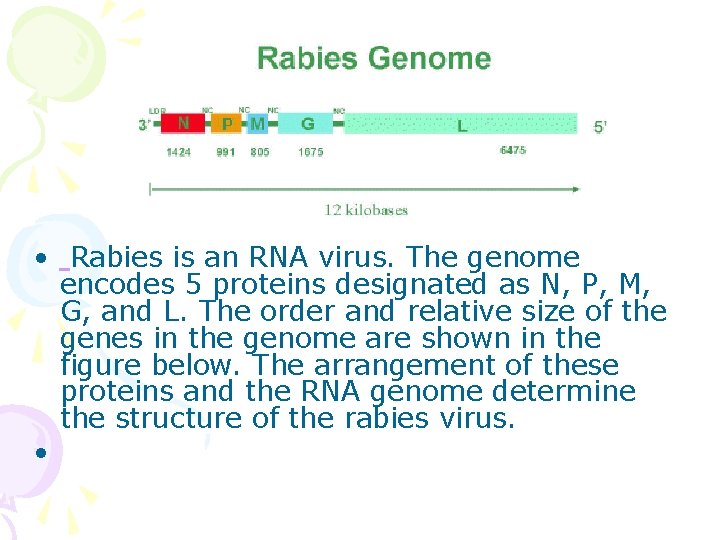  • Rabies is an RNA virus. The genome encodes 5 proteins designated as