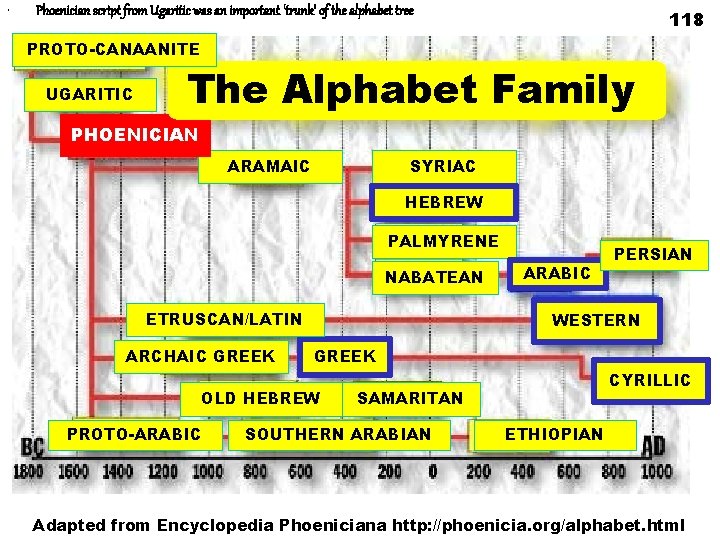  • Phoenician script from Ugaritic was an important 'trunk' of the alphabet tree