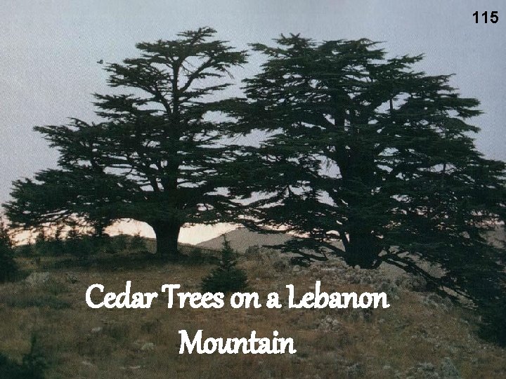 115 Cedar Trees on a Lebanon Mountain 