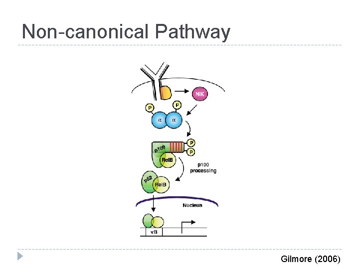 Non-canonical Pathway Gilmore (2006) 