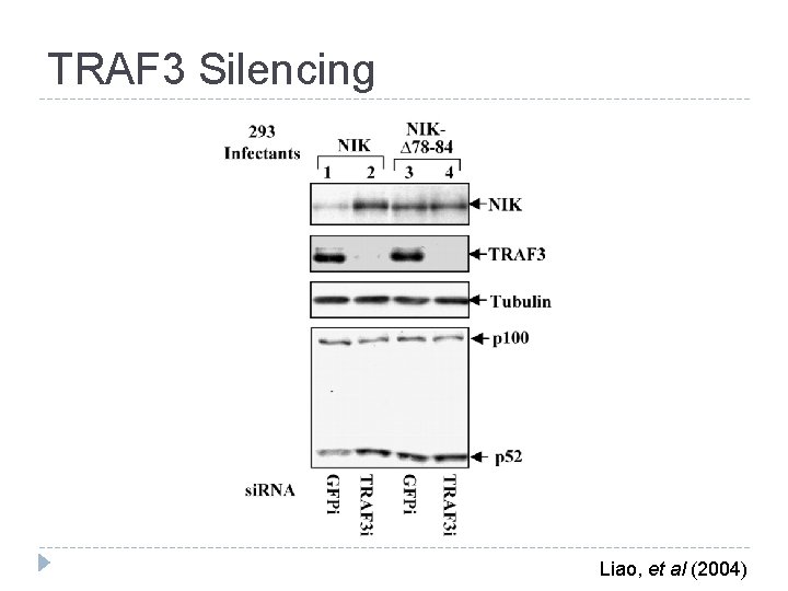 TRAF 3 Silencing Liao, et al (2004) 