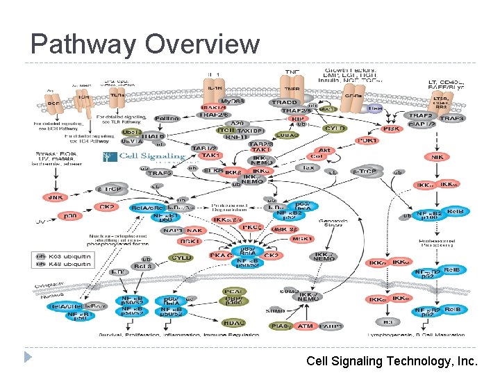 Pathway Overview Cell Signaling Technology, Inc. 