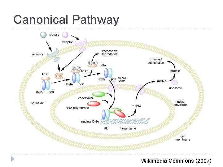 Canonical Pathway Wikimedia Commons (2007) 