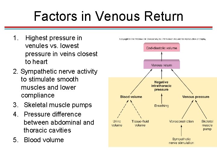 Factors in Venous Return 1. Highest pressure in venules vs. lowest pressure in veins