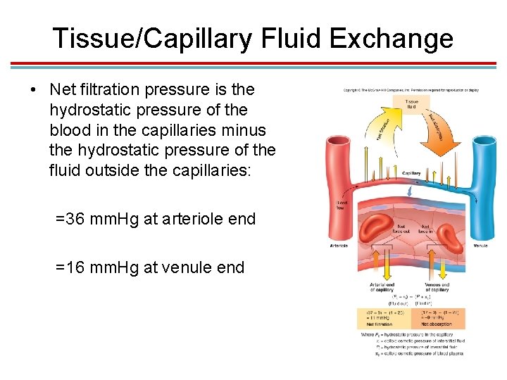 Tissue/Capillary Fluid Exchange • Net filtration pressure is the hydrostatic pressure of the blood
