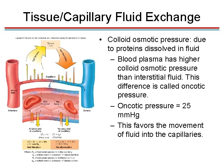 Tissue/Capillary Fluid Exchange • Colloid osmotic pressure: due to proteins dissolved in fluid –