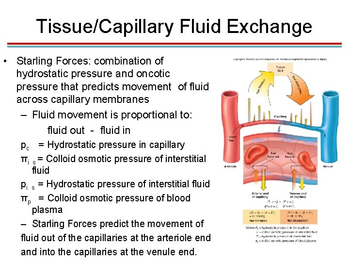 Tissue/Capillary Fluid Exchange • Starling Forces: combination of hydrostatic pressure and oncotic pressure that