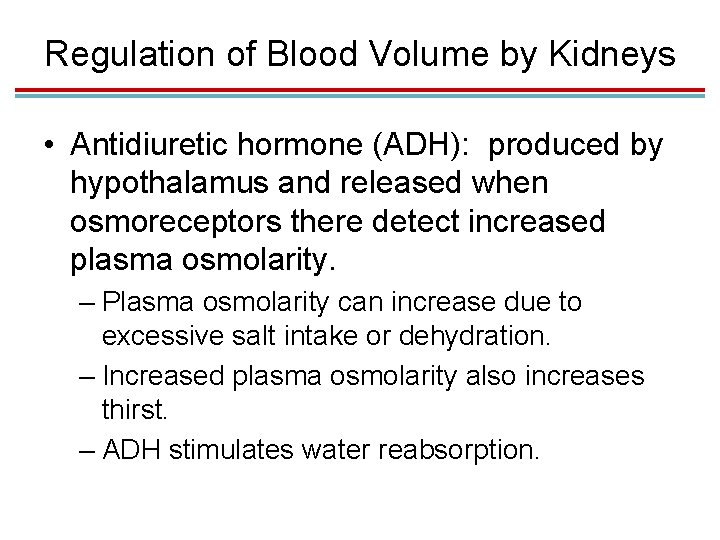 Regulation of Blood Volume by Kidneys • Antidiuretic hormone (ADH): produced by hypothalamus and
