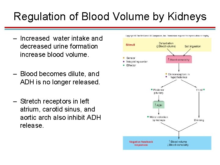 Regulation of Blood Volume by Kidneys – Increased water intake and decreased urine formation