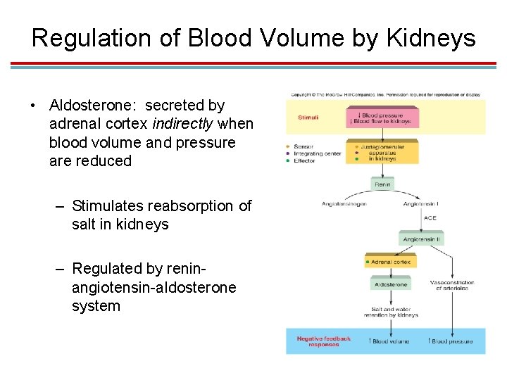 Regulation of Blood Volume by Kidneys • Aldosterone: secreted by adrenal cortex indirectly when