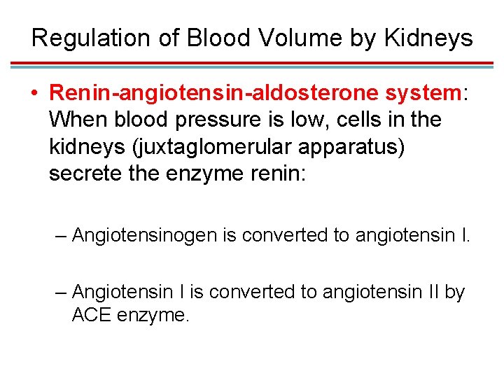 Regulation of Blood Volume by Kidneys • Renin-angiotensin-aldosterone system: When blood pressure is low,