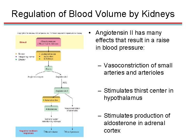 Regulation of Blood Volume by Kidneys • Angiotensin II has many effects that result