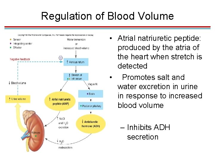Regulation of Blood Volume • Atrial natriuretic peptide: produced by the atria of the