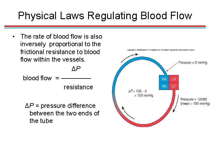Physical Laws Regulating Blood Flow • The rate of blood flow is also inversely