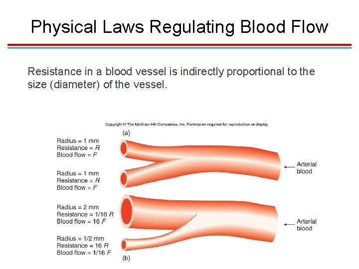Physical Laws Regulating Blood Flow Resistance in a blood vessel is indirectly proportional to