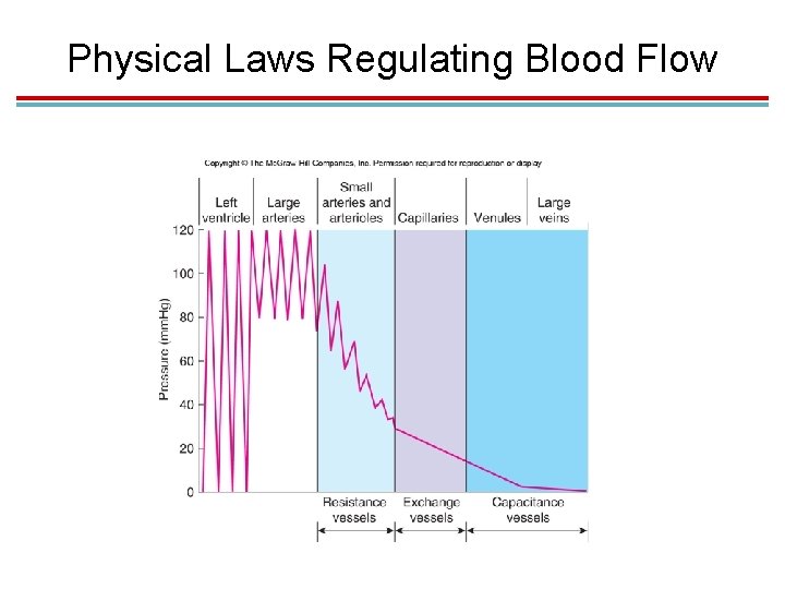 Physical Laws Regulating Blood Flow 
