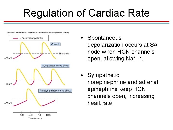 Regulation of Cardiac Rate • Spontaneous depolarization occurs at SA node when HCN channels