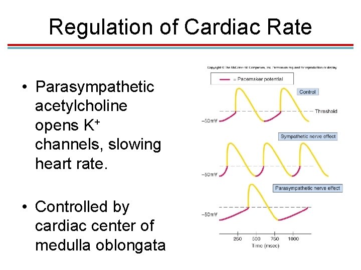 Regulation of Cardiac Rate • Parasympathetic acetylcholine opens K+ channels, slowing heart rate. •