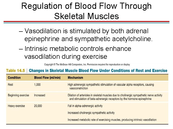 Regulation of Blood Flow Through Skeletal Muscles – Vasodilation is stimulated by both adrenal