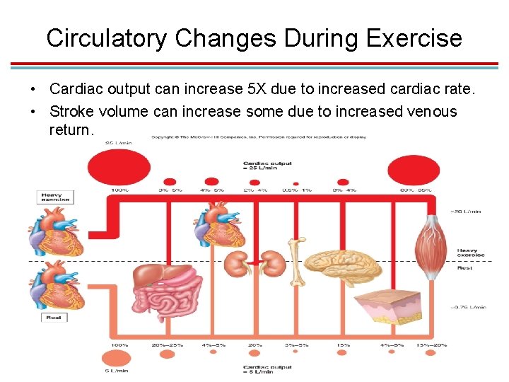 Circulatory Changes During Exercise • Cardiac output can increase 5 X due to increased