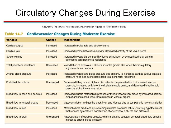 Circulatory Changes During Exercise 