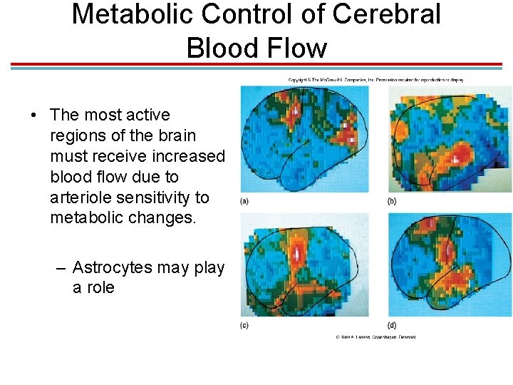 Metabolic Control of Cerebral Blood Flow • The most active regions of the brain
