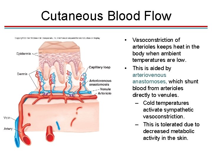 Cutaneous Blood Flow • • Vasoconstriction of arterioles keeps heat in the body when