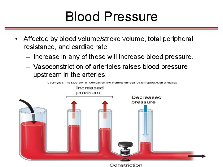 Blood Pressure • Affected by blood volume/stroke volume, total peripheral resistance, and cardiac rate