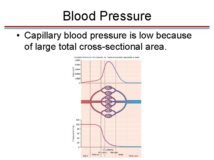 Blood Pressure • Capillary blood pressure is low because of large total cross-sectional area.