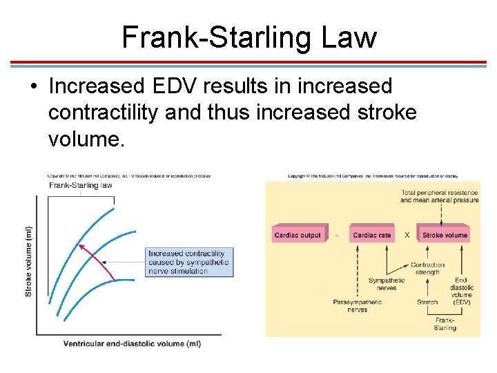Frank-Starling Law • Increased EDV results in increased contractility and thus increased stroke volume.