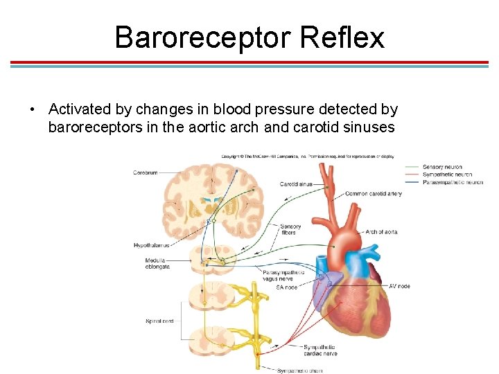 Baroreceptor Reflex • Activated by changes in blood pressure detected by baroreceptors in the