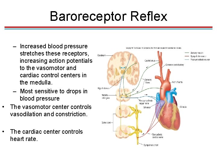 Baroreceptor Reflex – Increased blood pressure stretches these receptors, increasing action potentials to the